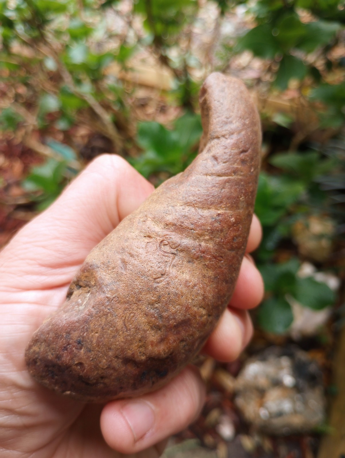 Fossilized Whale Ear Bone | Massive 4.25" Extinct Mammal Fossil From The Ledge