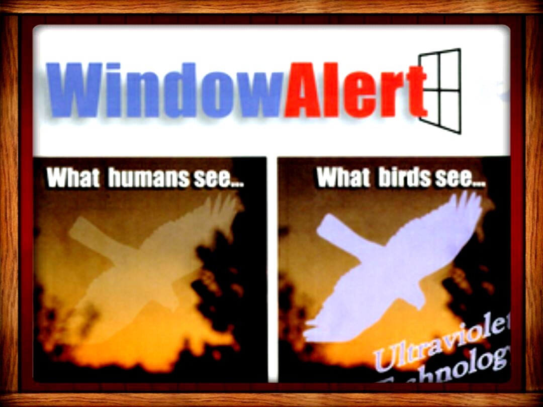 WINDOW ALERT ANTI-COLLISION CLINGS ULTRAVIOLET DECAL Prevent BIRD Window Strikes