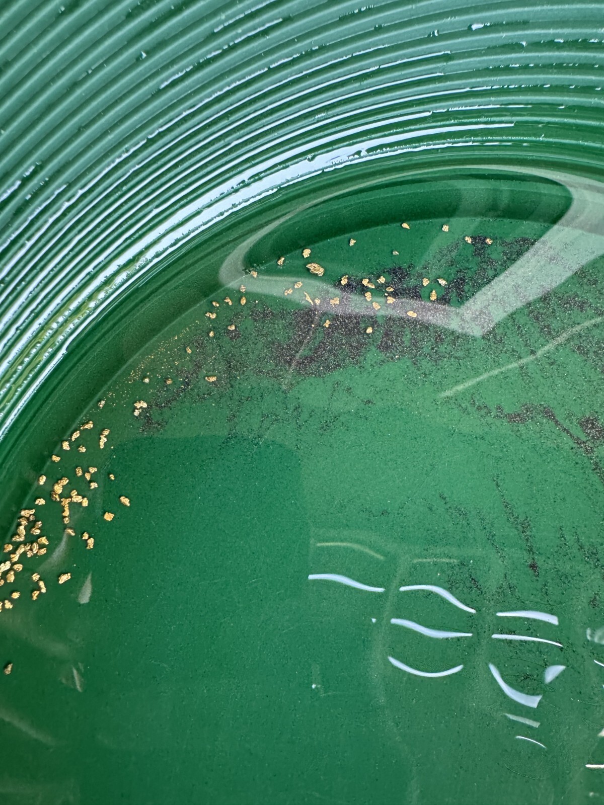 Yuba River Gold Unsearched Paydirt Plus Added Gold Straight from the River rich