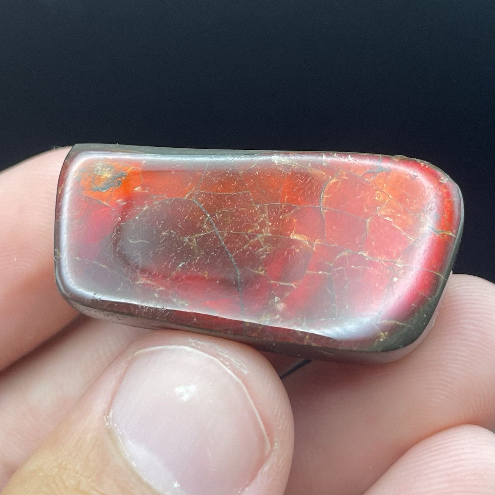 Beautiful Deep Red Ammolite Genuine Canadian Ammonite Fossil