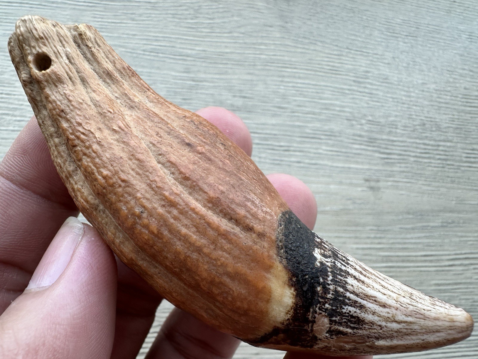 3.8” Ursus Spelaeus 25,000 Years Old Cave Bear Tooth Perfect Condition