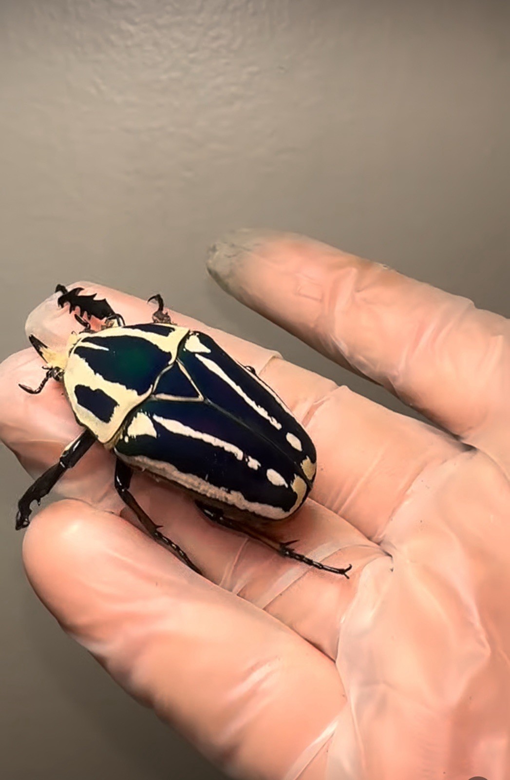 OAK STAG GRADE FLAKE SOIL WITH ADDITIVES PROTEIN DORCUS LAMPRIMA 1 GALLON