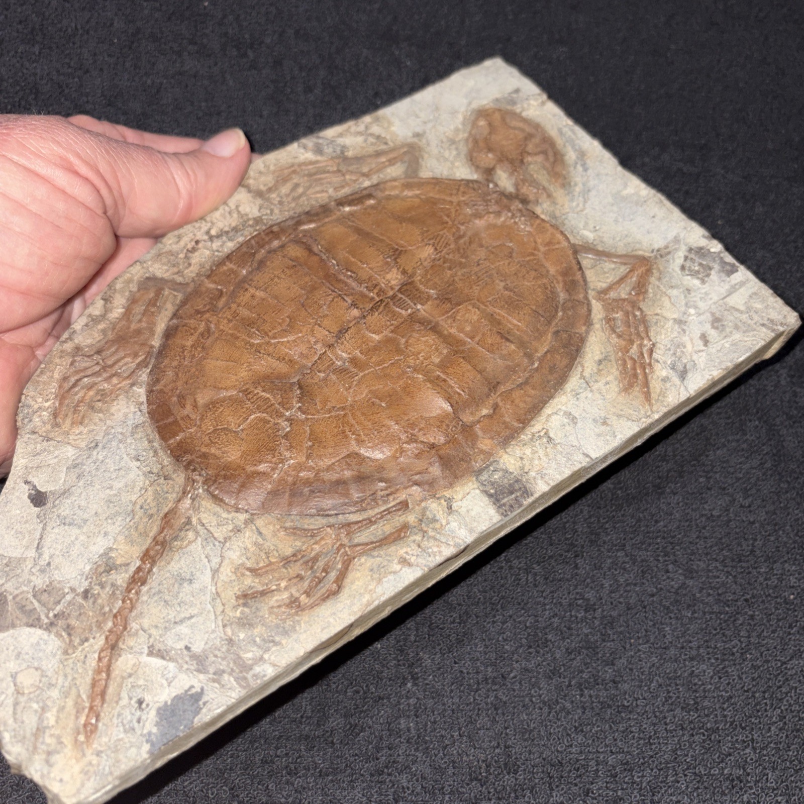 8 1/2 Inch Fossil Turtle Bought As Real, Think It Is A Cast ?? Cretaceous China