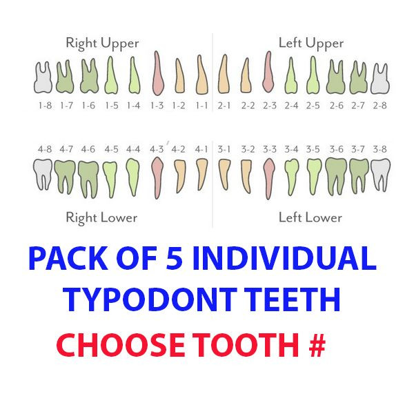IVORINE TEETH FOR TYPODONT 860 - 5 OR 10 PACK OF SINGLE TOOTH #