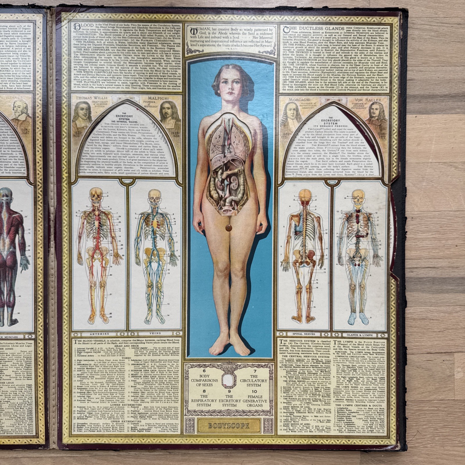 Bodyscope by Ralph H. Segal Human Anatomy Medical Chart and Case 1948 Flaws