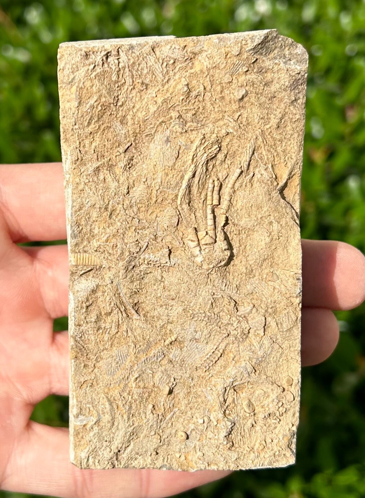 RARE Alabama Fossil Brittle Star and Crinoid in Matrix Cholaster whitei