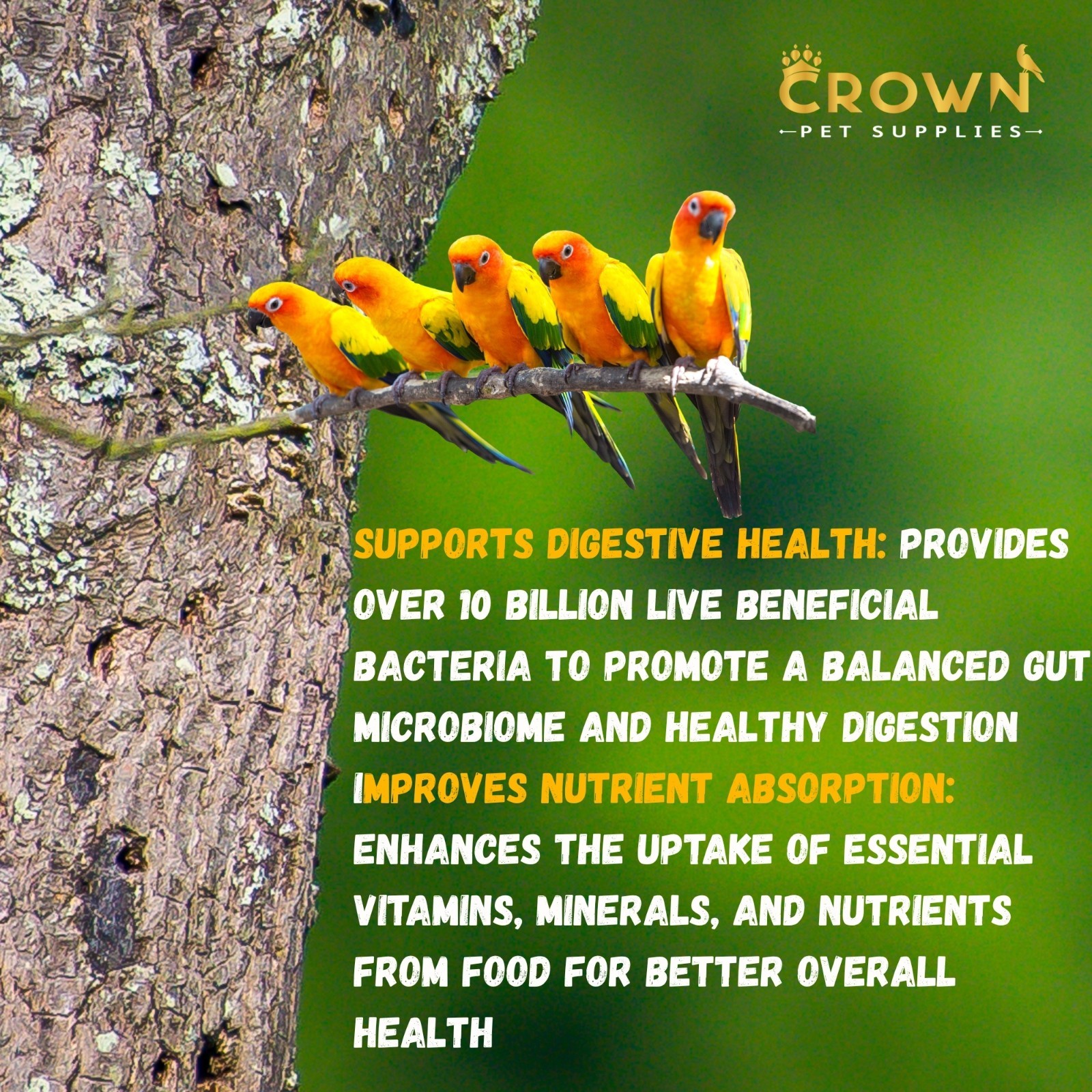 Probiotic Parrots Powder, Diarrhea, Nutrition, Growth & Immunity For Birds