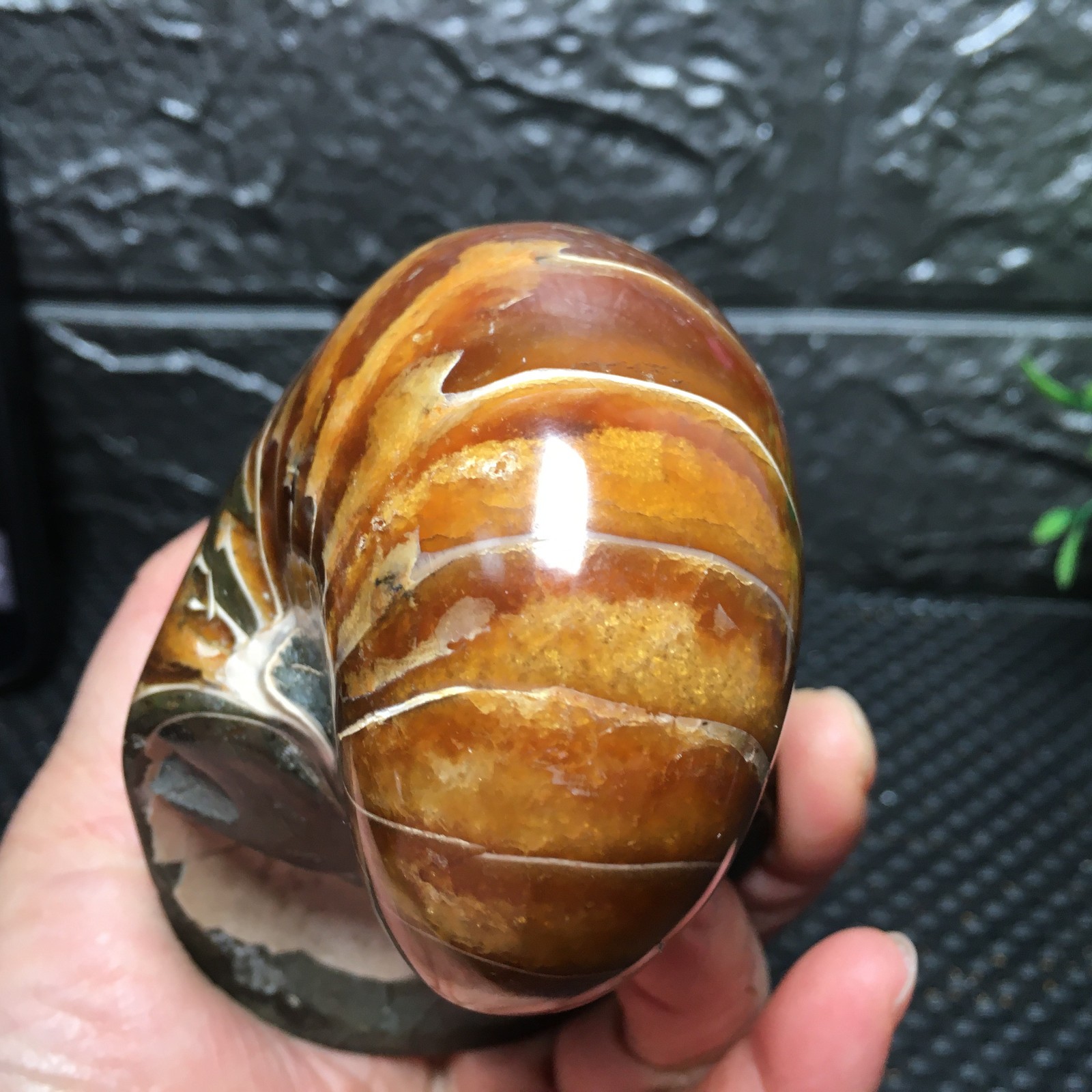 567g Natural polishing Ammonite crystal specimens fb1037