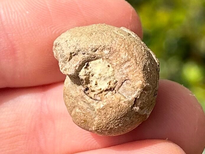 Oklahoma Fossil Goniatite Glaphyrites hyattianus Pennsylvanian Age Ammonite