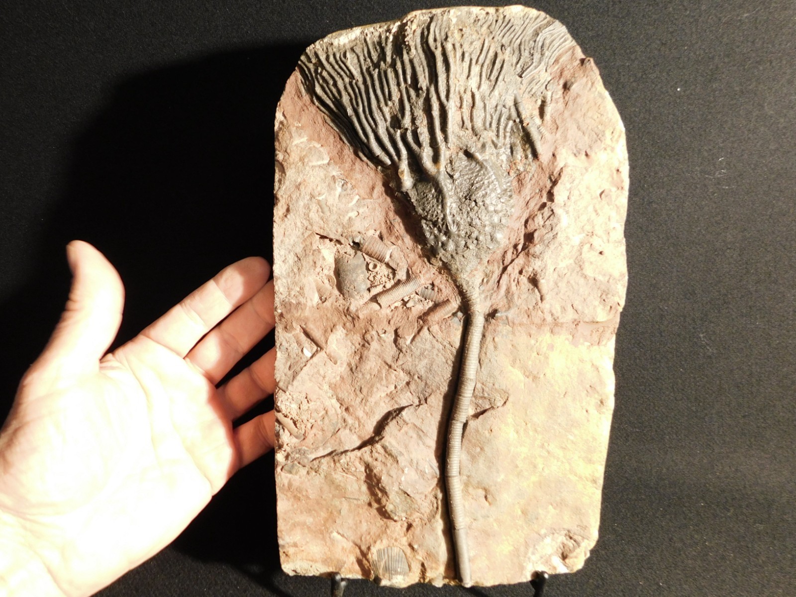 Big! 430 Million Year Old! CRINOID Fossil or Sea LILY Fossil Morocco 1686gr