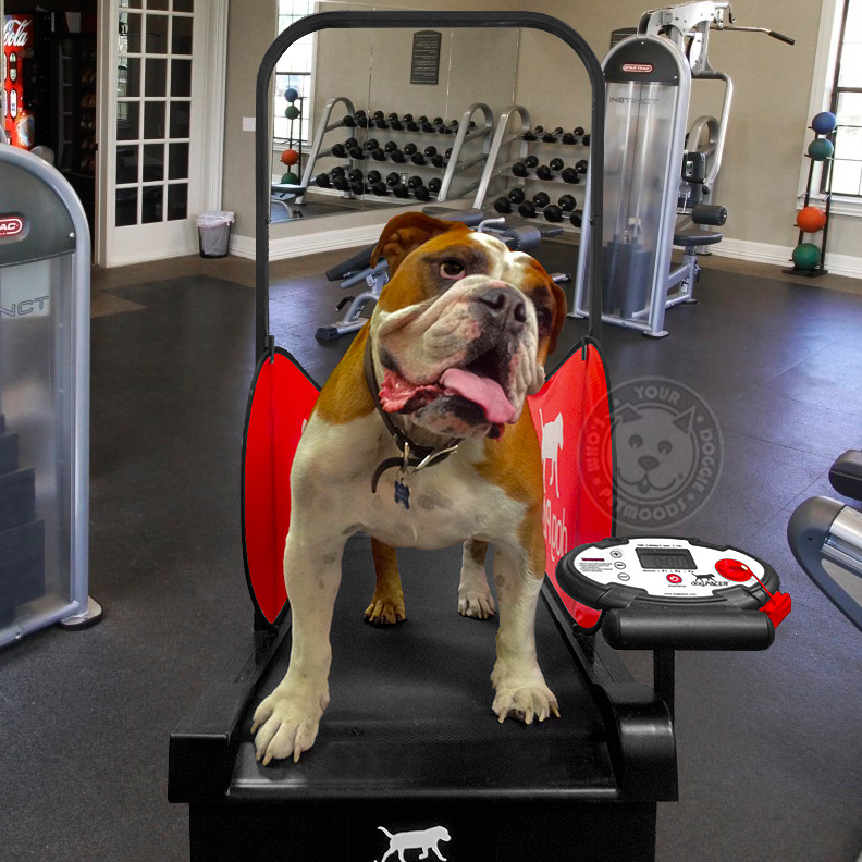 dogPACER Dog Treadmill Folds Portable Small Med Large Dogs 1-179 lbs NEW