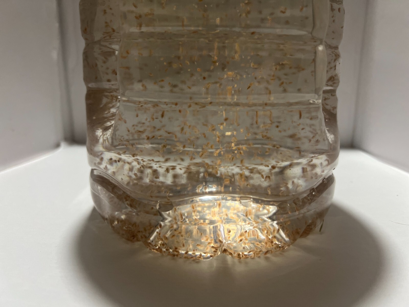 (Buy 2 Get 1 FREE) 500+ Live Daphnia Magna 500+ (FREE SHIPPING)