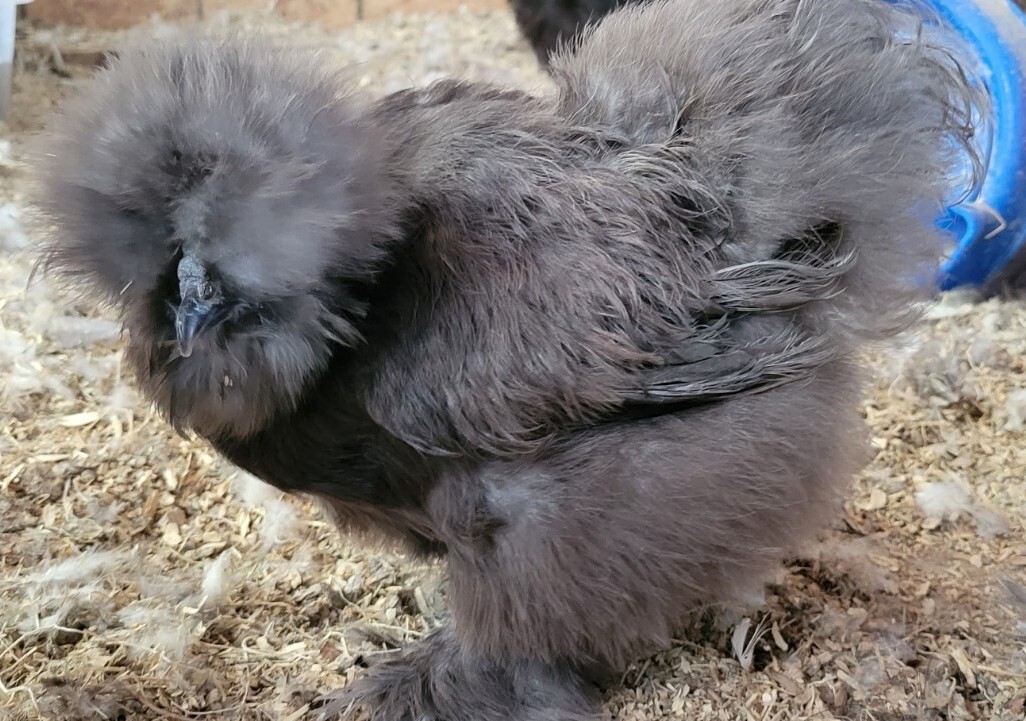 (6) Show Quality Silkie Bearded & Crested Fertile Hatching Eggs, Shipped in Foam