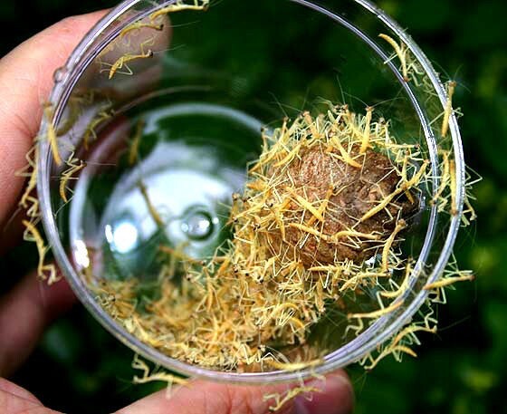 5 Freshly Harvested Carolina Praying Mantis Egg Cases Fresh Picked 2026 season.