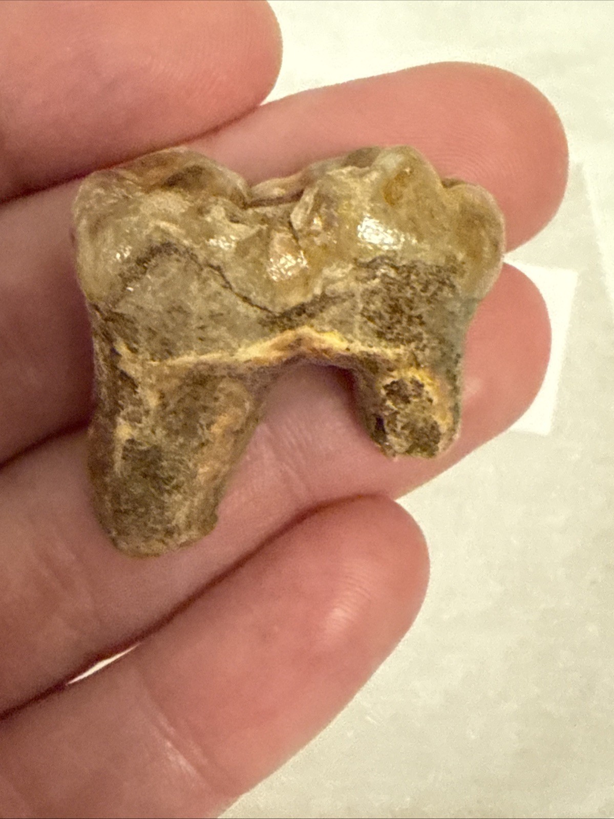 Cave Bear Tooth Molar Fossil From Romania Approximately 25,000 Years Old