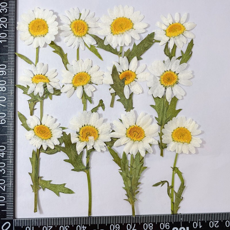 12PCS Real Pressed Dry Daisy with leaves stem for art Craft FHT12