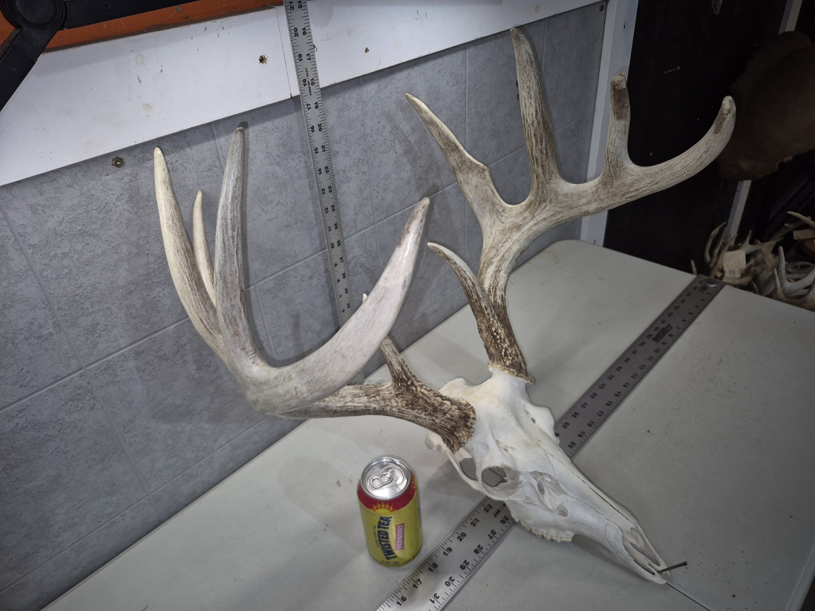HUGE Wild 10pt 166" Whitetail Deer Skull European Decor Man Cave Taxidermy Buck