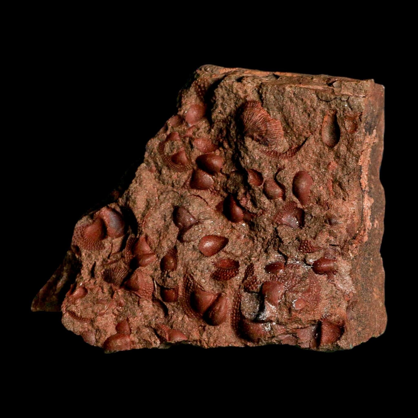 3.9" Trilobite Mortality Plate Fossil Devonian Age 400 Million Years Old COA