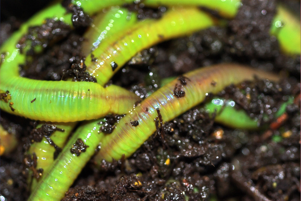 Green Canadian Nightcrawlers Treated with Worm-Glo.  Free Shipping