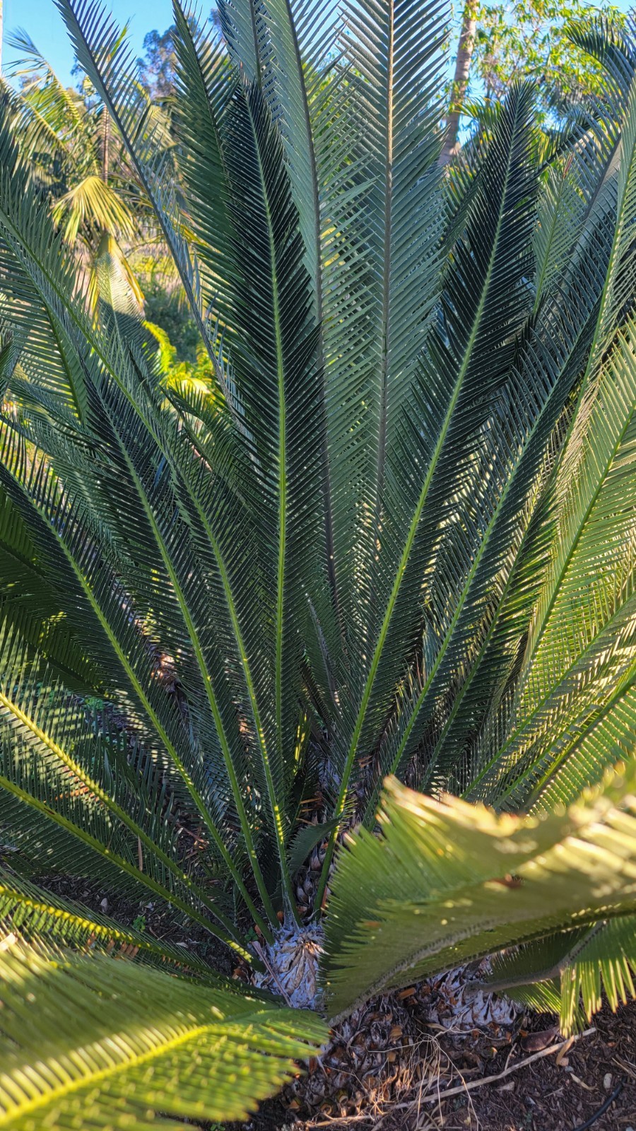 Dioon Purpusii Cycad Seedling Growers Choice