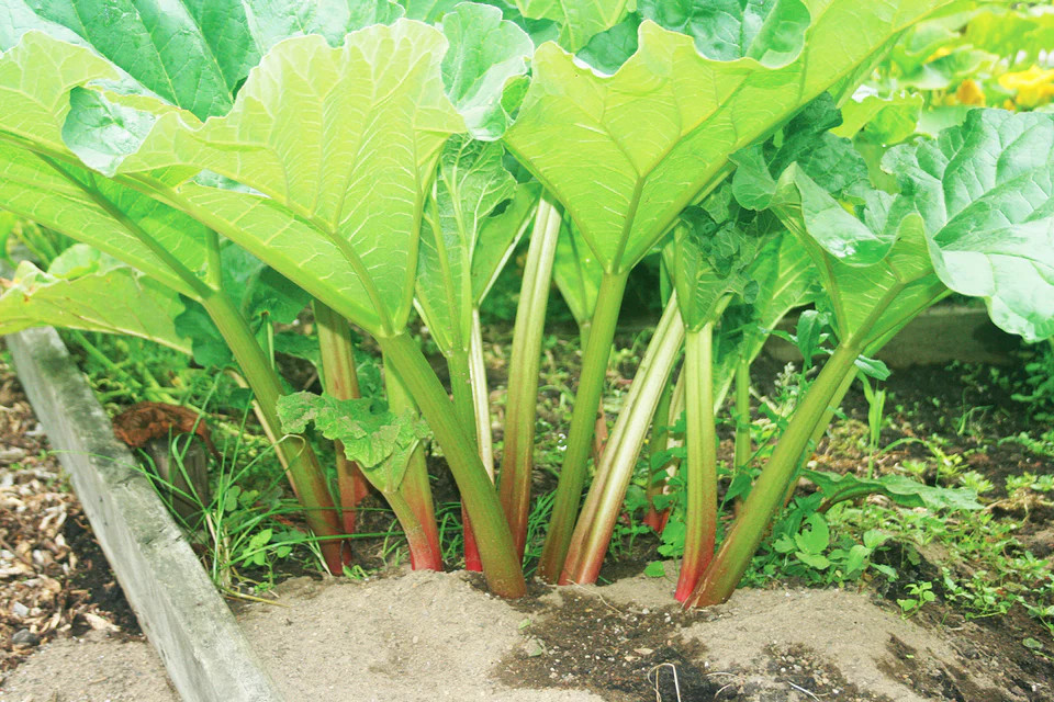 5 Victoria Rhubarb Bare Root -Rheum rhabarbarum