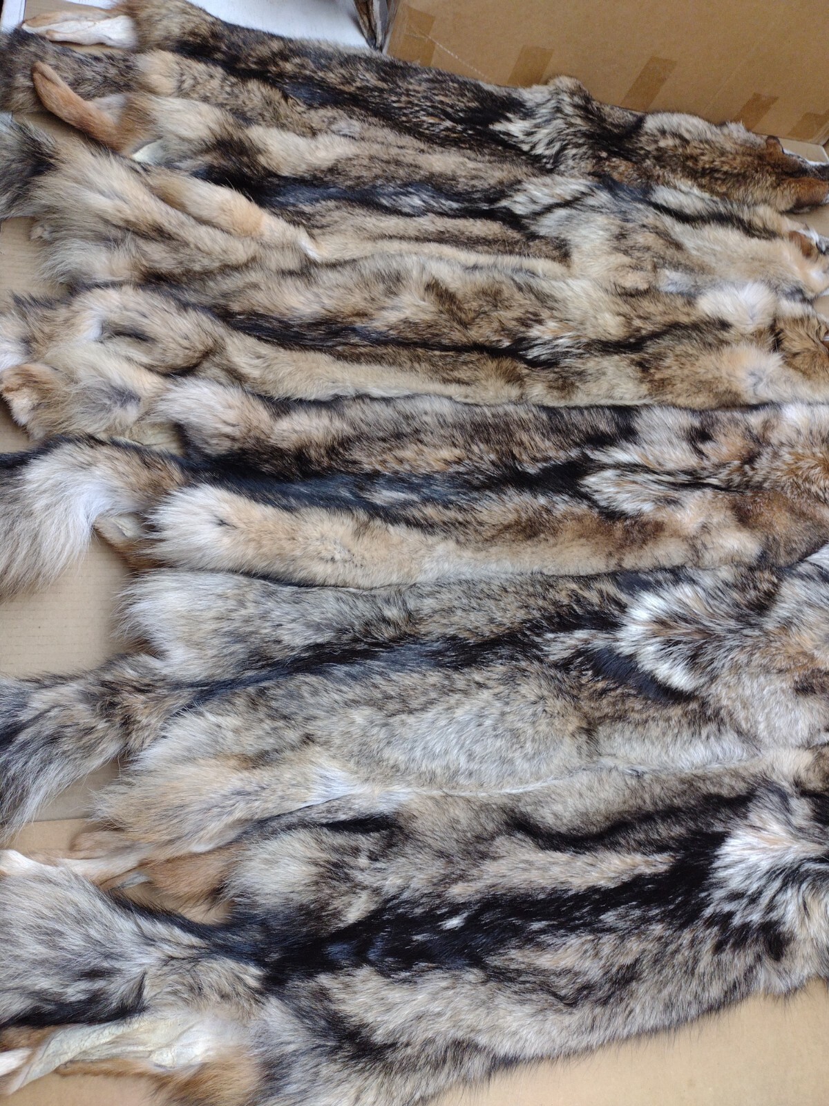 Tanned Eastern XXL Semi-Hvy Coyote Hide #1 Full Tail Grade/Furs/Taxidermy/Crafts