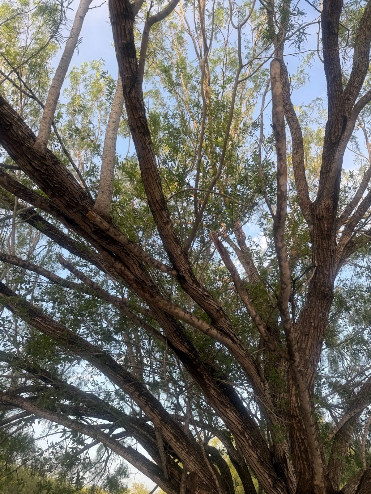 BBQ Mesquite Wood Chunks-Raw Smoking Wood for Grilling Or Smoking. About 28 Lbs