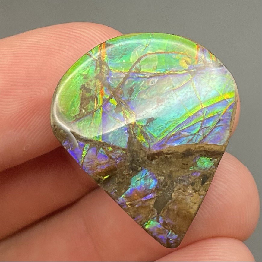 Incredibly Colorful Canadian Ammolite GEM Authentic Ammonite Fossil Dinosaur Age