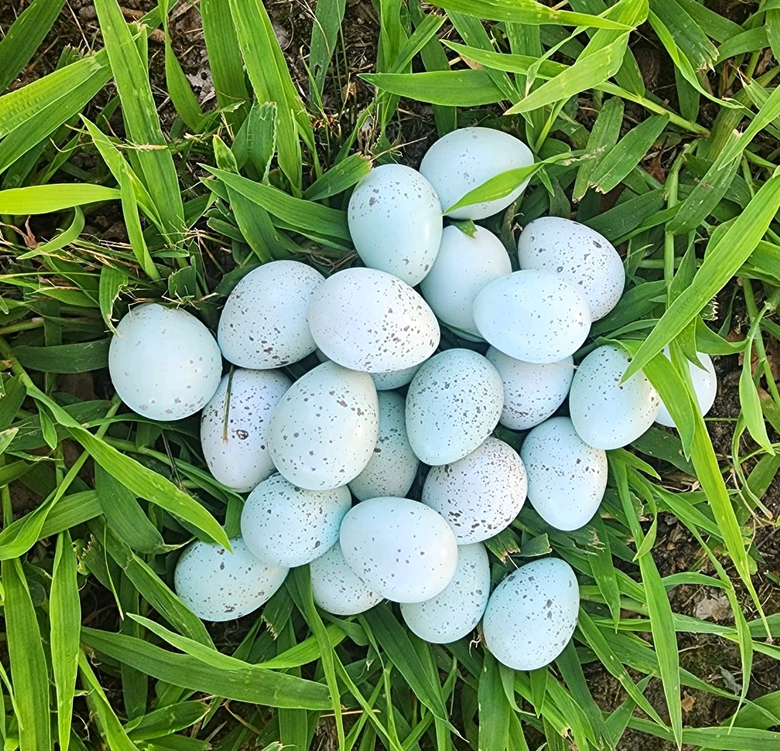 30+ Celadon Coturnix Quail Hatching Eggs (Blue Egg Layers)