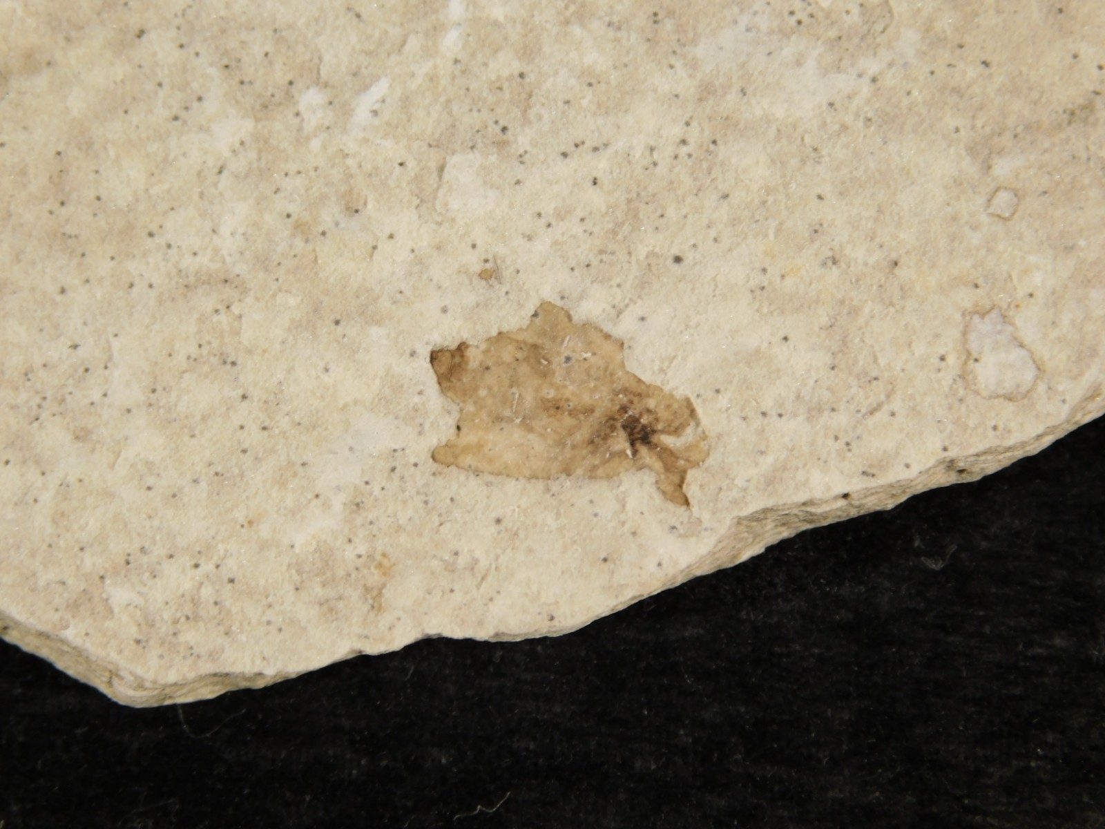 Lot of THREE! Fifty Million Year Old! WINGED INSECT Fossils From Wyoming 97.6gr