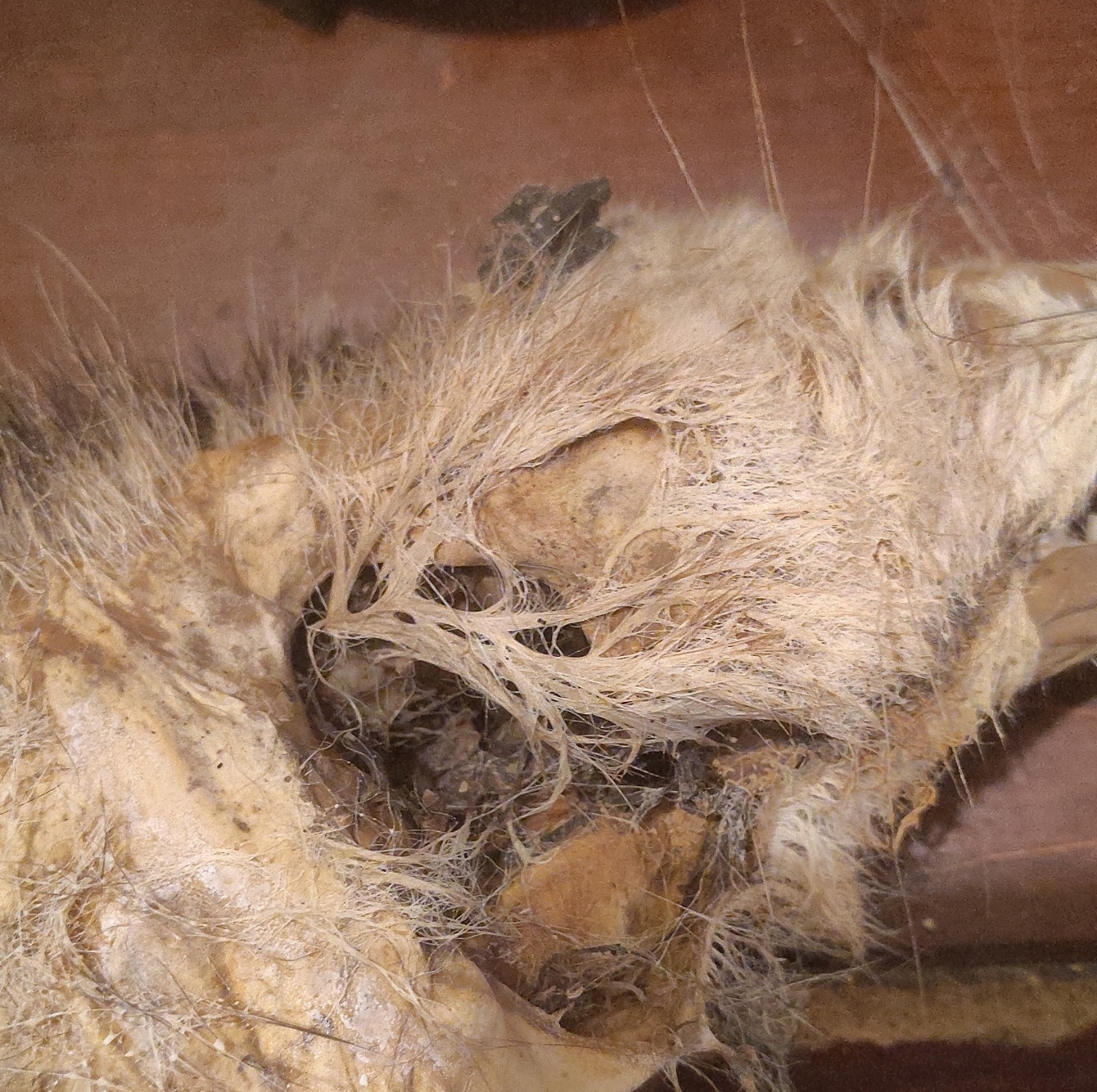 Naturally And Chemically Dried Mummified Possum.