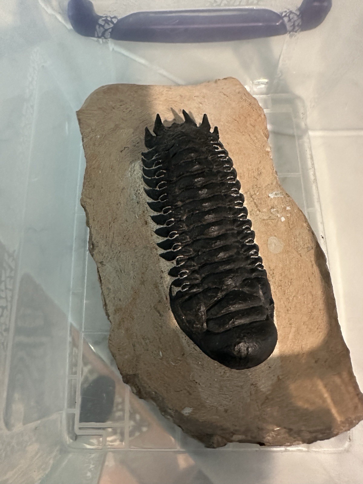 High Detail Devonian TRILOBITE Fossil from The Atlas Mountains 393 Mil Yrs. Old