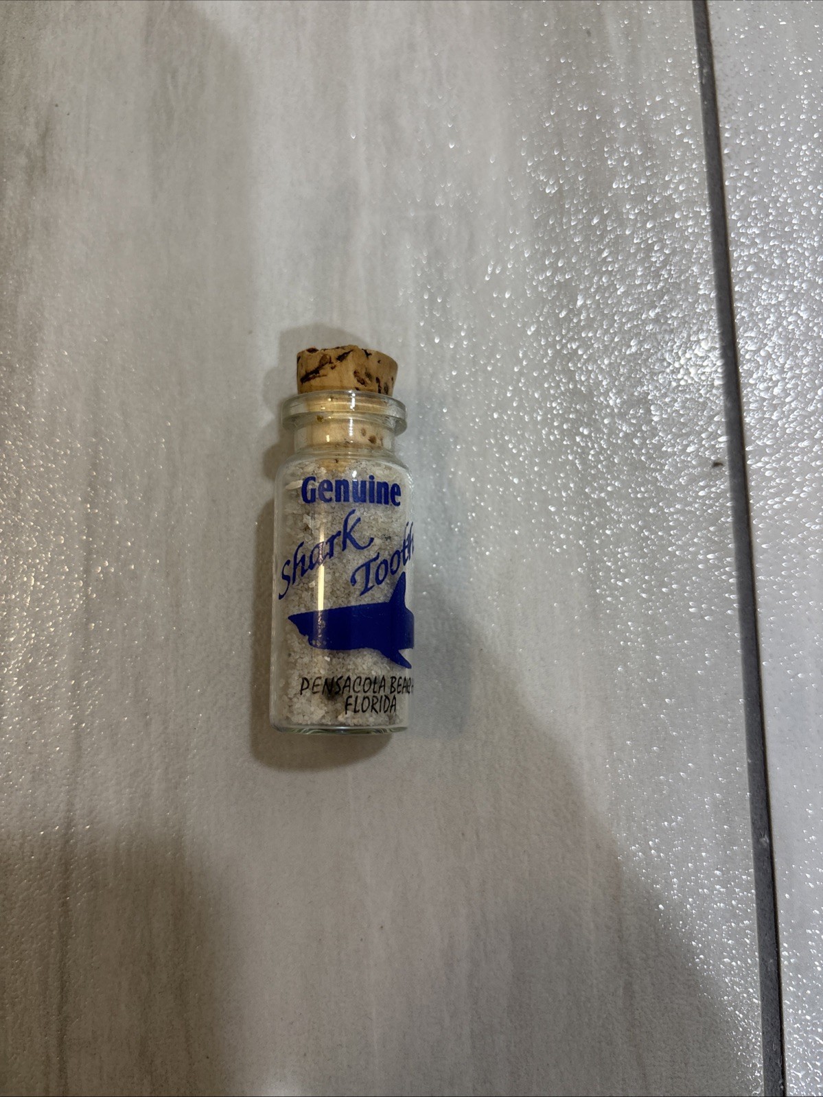 Genuine Shark Tooth Pensacola Beach Florida Souvenir