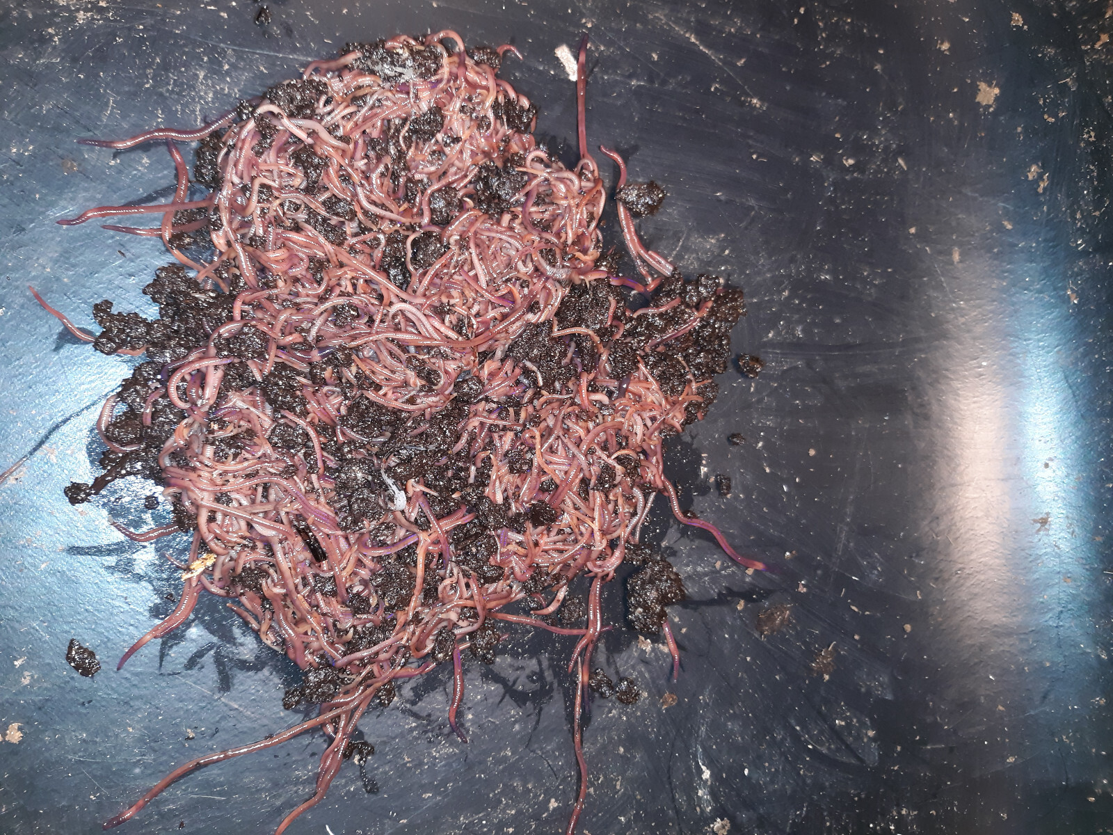 (Terry’s) Red Wiggler Composting Worms, - Manure FREE! We are the Source!