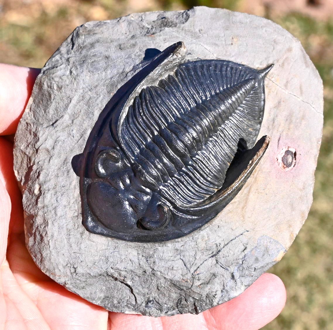 Trilobite Fossil, Zlichovaspis (Odontochile), from Morocco #1