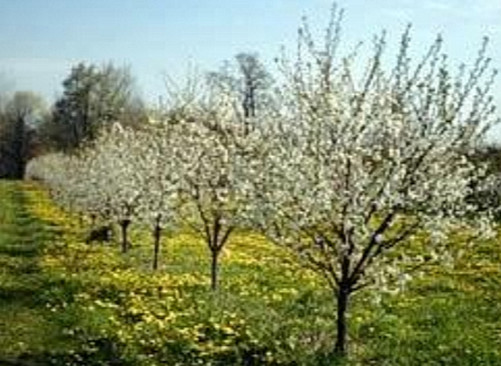 Pure Michigan Wildflower Honey - One Gallon (12 lbs) - Raw & Unfiltered