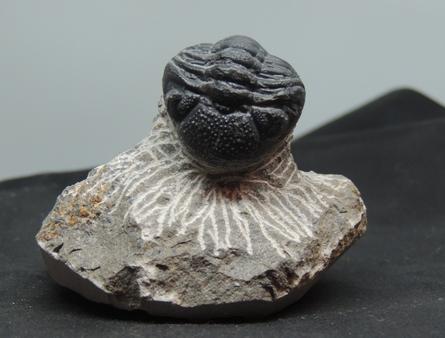 Devonian Phacops Fossil Trilobite 2 1/4" wide (t-4)