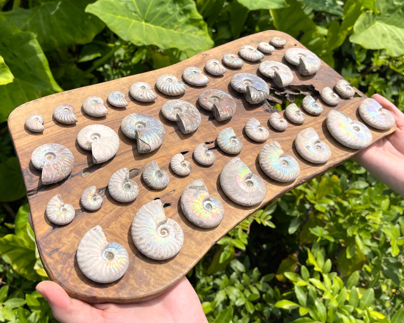 Opalized Ammonite Fossils - Choose Size & Amount (Natural Iridescent Ammonites)