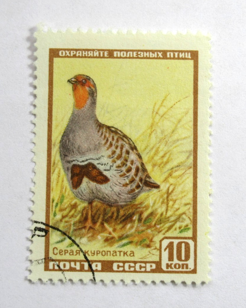 Russia Stamp Scott 1916 Wildlife Series Grey Partridge 10 Kopeks 1957 Used NG