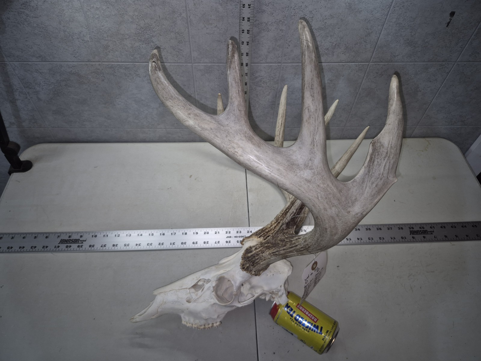 HUGE Wild 10pt 166" Whitetail Deer Skull European Decor Man Cave Taxidermy Buck