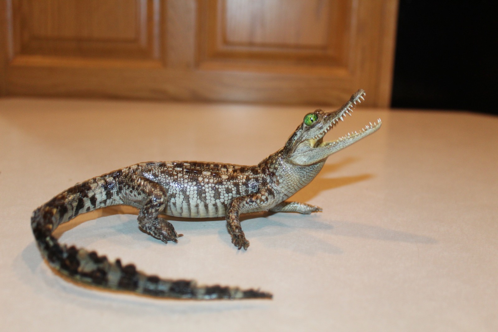 New Alligator Reptile Taxidermy Novelty Log Cabin Decor Whitetail Mule Deer