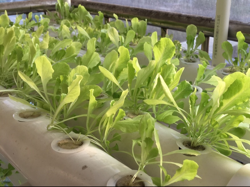 54 Plant Sites Hydroponic Site Grow Kit with Pump Water Culture Garden System