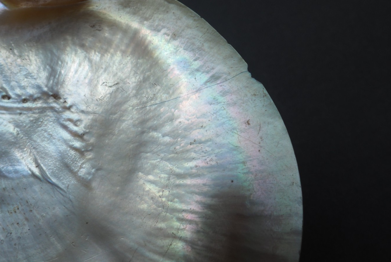 BEAUTIFUL OLD MOUNTED OCEANIC NEW BRITAIN PAPUA NEW GUINEA ARAWE CURRENCY SHELL