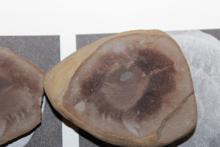 Mazon Creek Fossil Jellyfish Octmedusa pieckorum Fossils Pennsylvanian Period R1