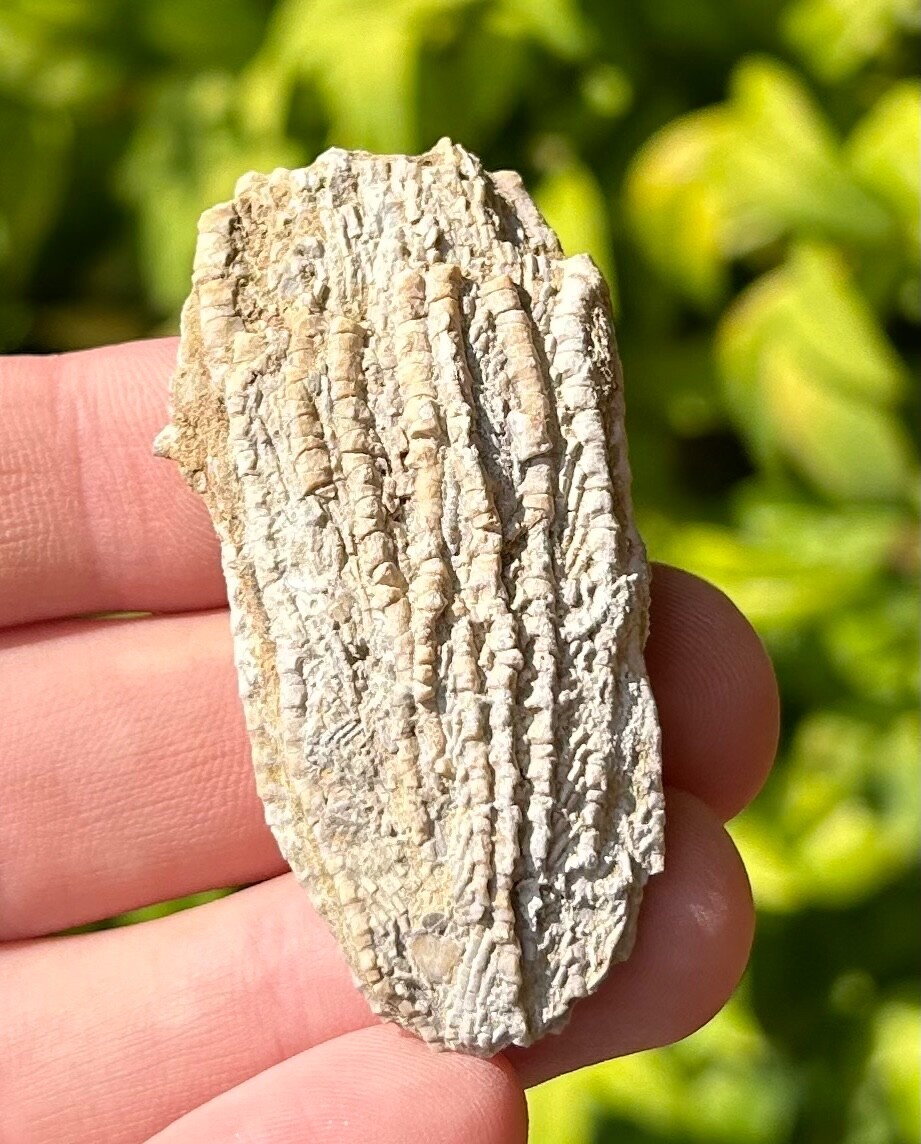 Alabama Fossil Crinoid Aphelecrinus randolphensis Bangor Limestone Formation