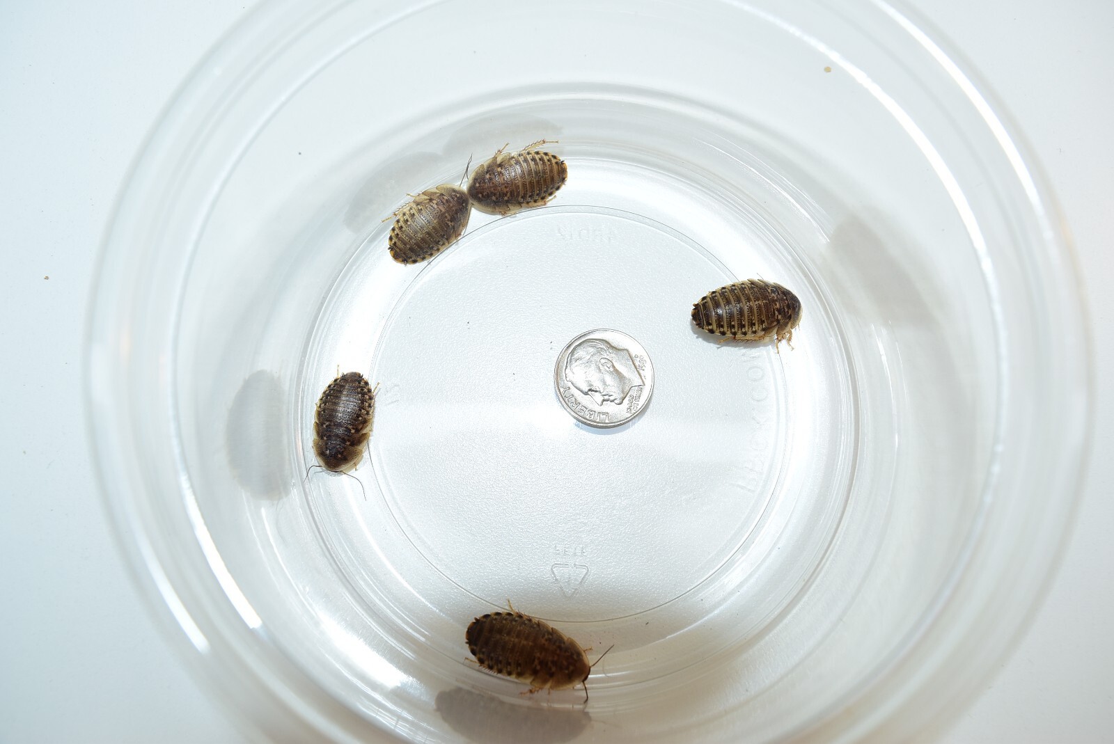 Reptile Feeder Bugs: 50 - 1000 Medium Dubia Roaches