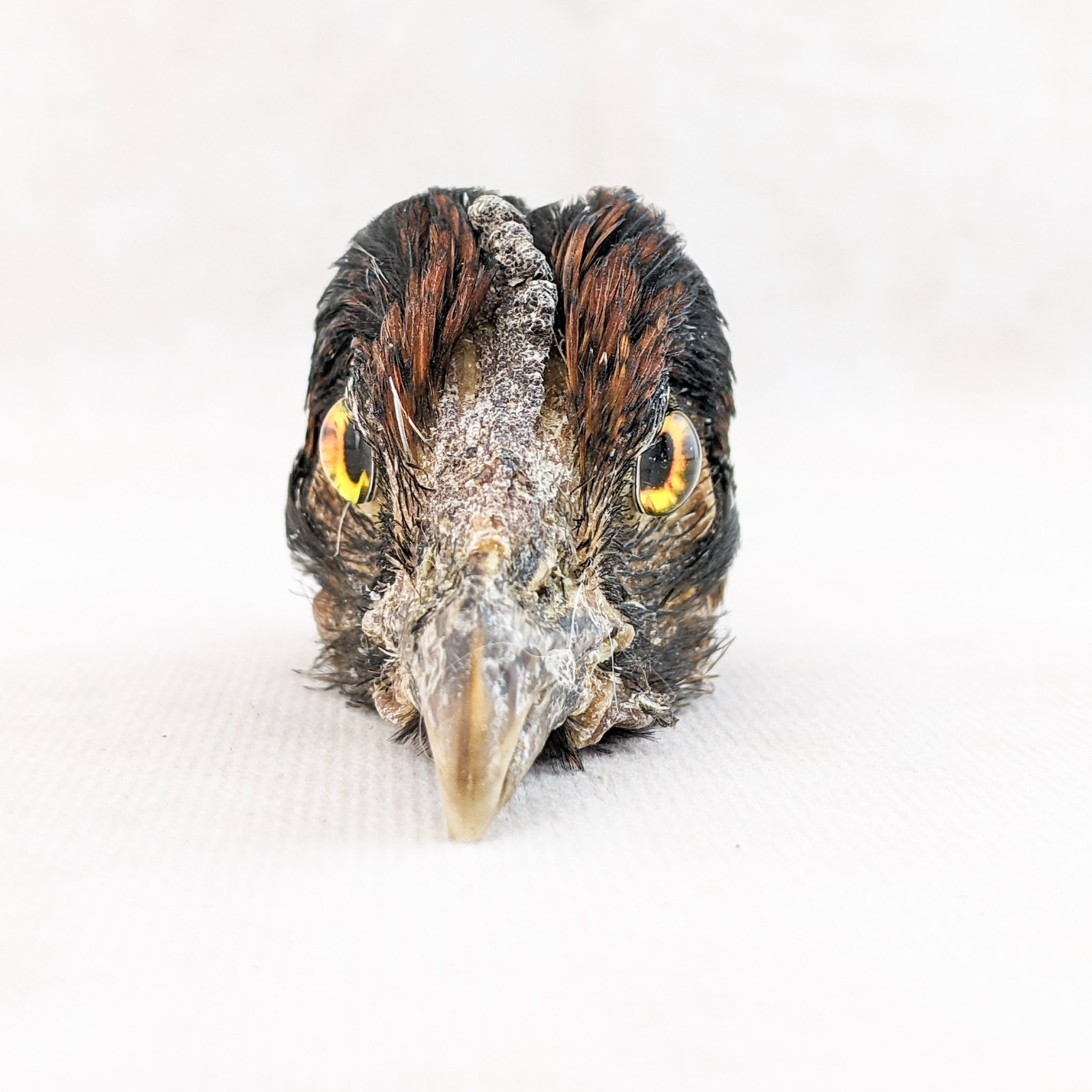 Chicken Rooster head Mount specimen DIY doll Head crafts oddity curiosity bird