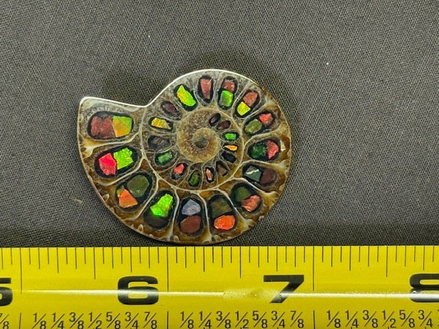 SPECTACULAR RARE,AMMOLITE(CANADA) INLAY IN FOSSIL AMMONITE(MADAGASCAR)SEE VIDEO!