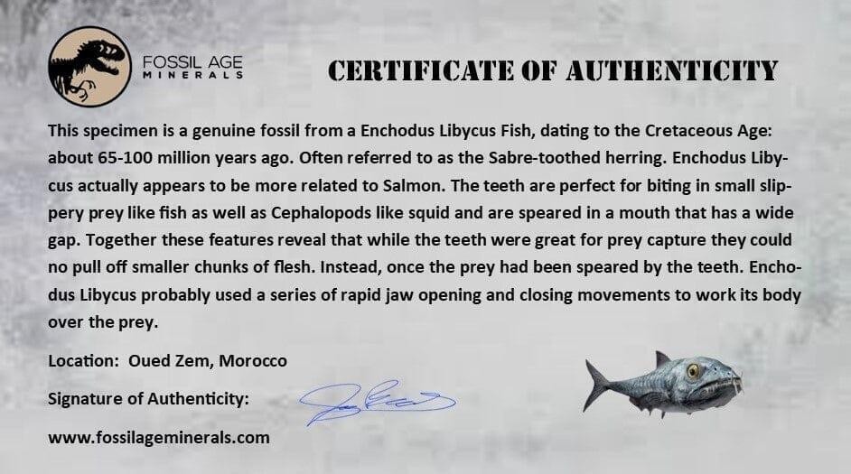 1.9" Saber Toothed Herring Fossil Fang Enchodus Libycus Cretaceous COA Stand