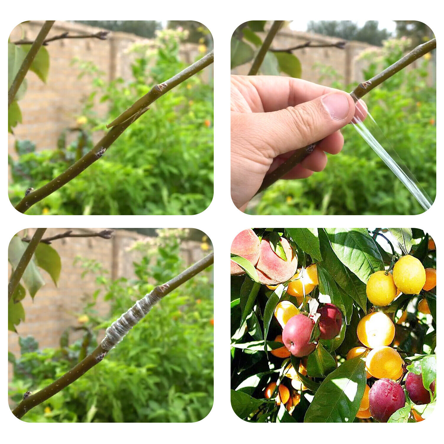 Buddy Grafting Tape for Trees Parafilm Nursery Tape Plant 5CM*110M